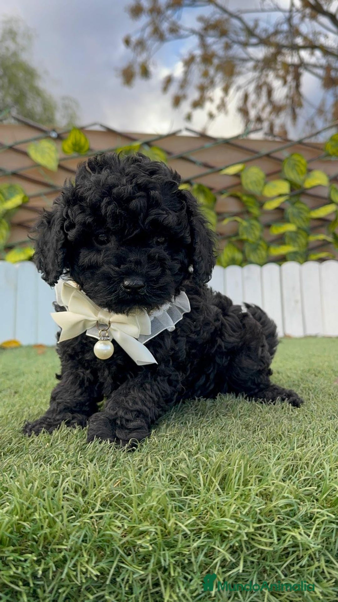 Caniche Toy perros en venta: CANICHE TOY MACHO - Anuncio 6