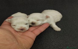 Bichón Maltés perros en venta: Bichones micro toys - Imagen 5
