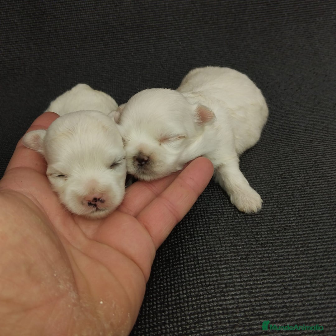 Bichón Maltés perros en venta: Bichones micro toys - Imagen 5