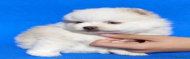 Pomsky Cachorro 2