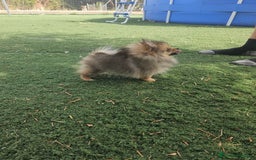 Pomerania perros en venta: Lulu de pomerania miniatura  - Imagen 1