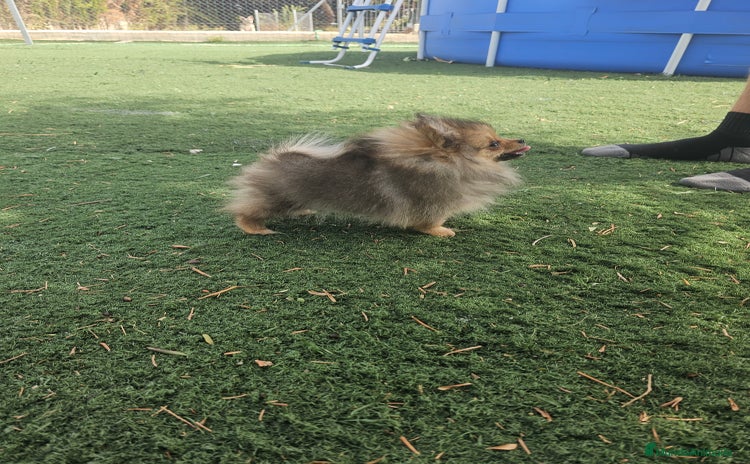 Pomerania perros - Anuncio 1