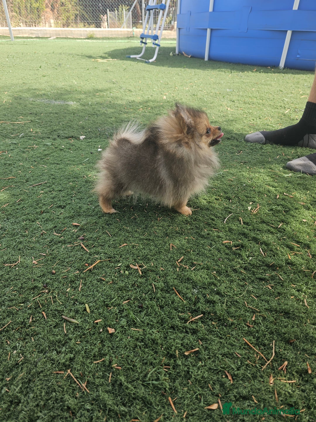 Pomerania perros en venta: Lulu de pomerania miniatura  - Imagen 1