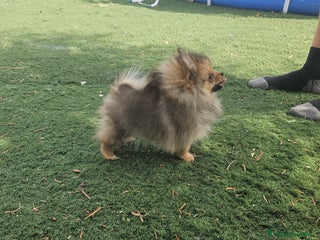 Pomerania perros - Anuncio 29