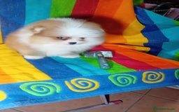 Pomerania perros en venta: Preciosos pomeranias americanos boo  - Imagen 2