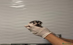 Chihuahua perros en venta: Chihuahua Minis - Anuncio 1
