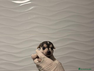 Chihuahua perros Chihuahua Minis - Anuncio 1