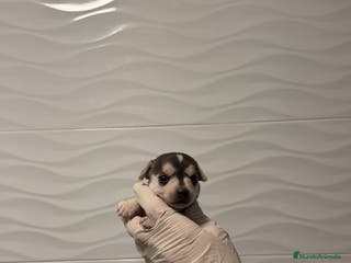 Chihuahua perros Chihuahua Minis - Anuncio 19