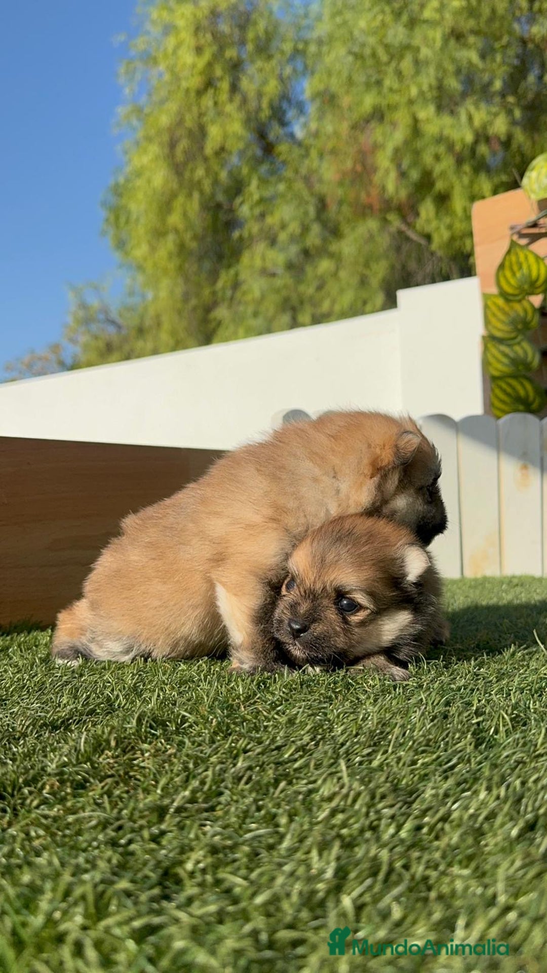 Pomerania perros en venta: POMERANIA MACHOS - Imagen 3