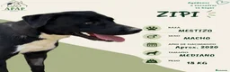Raza Mixta perros en adopcion: ZIPI busca hogar - Anuncio 1