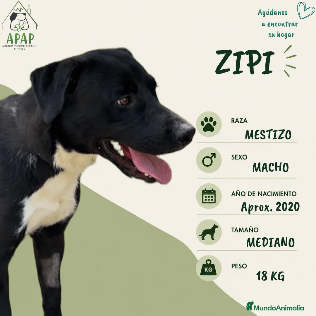 Raza Mixta perros en adopcion: ZIPI busca hogar - Anuncio 1