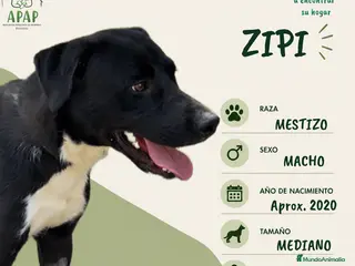 Raza Mixta perros ZIPI busca hogar - Anuncio 6