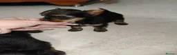Yorkshire Terrier perros en venta: Yorkshire terrier Toy - Anuncio 12