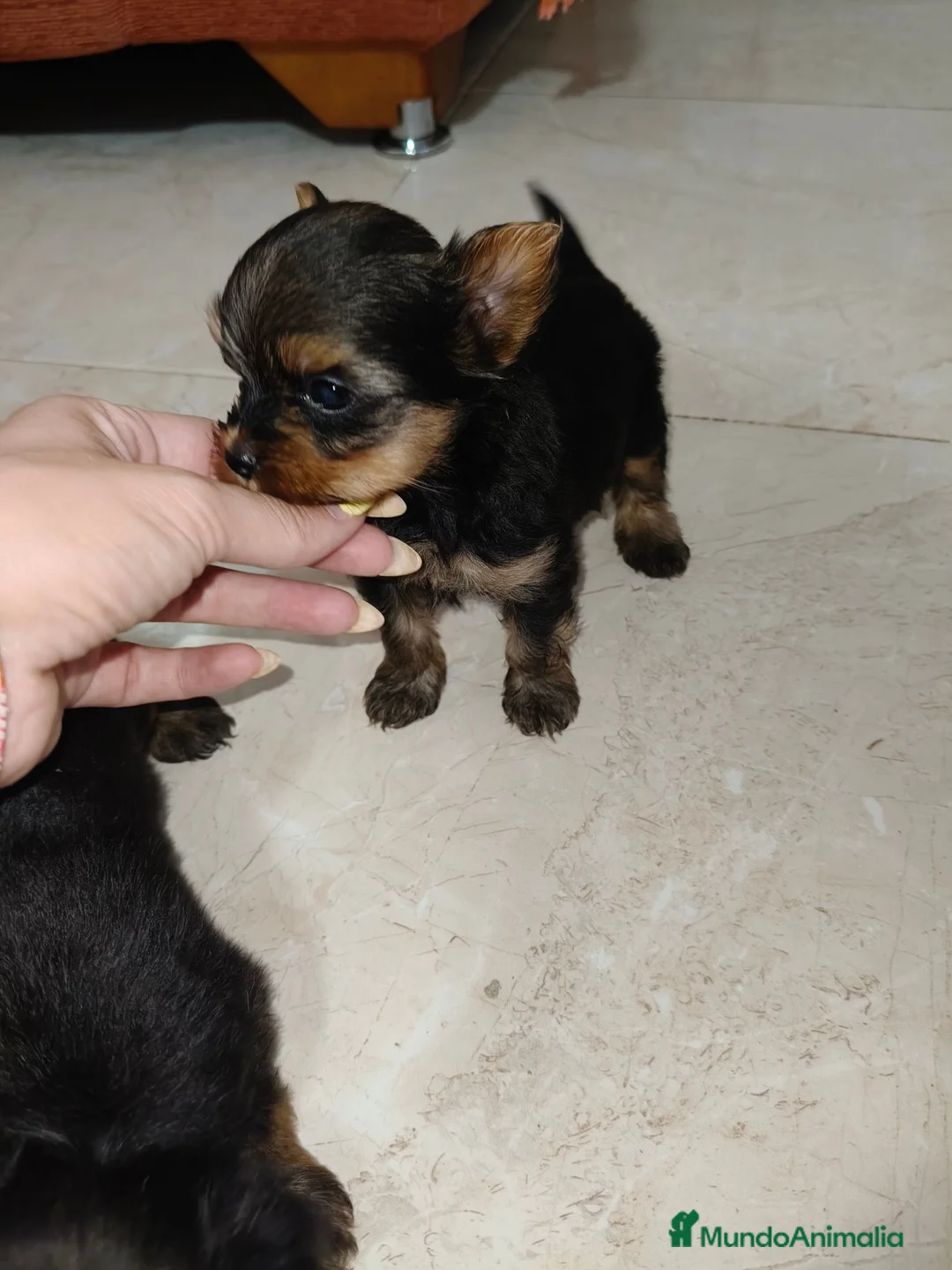 Yorkshire Terrier perros en venta: Yorkshire terrier Toy - Anuncio 12
