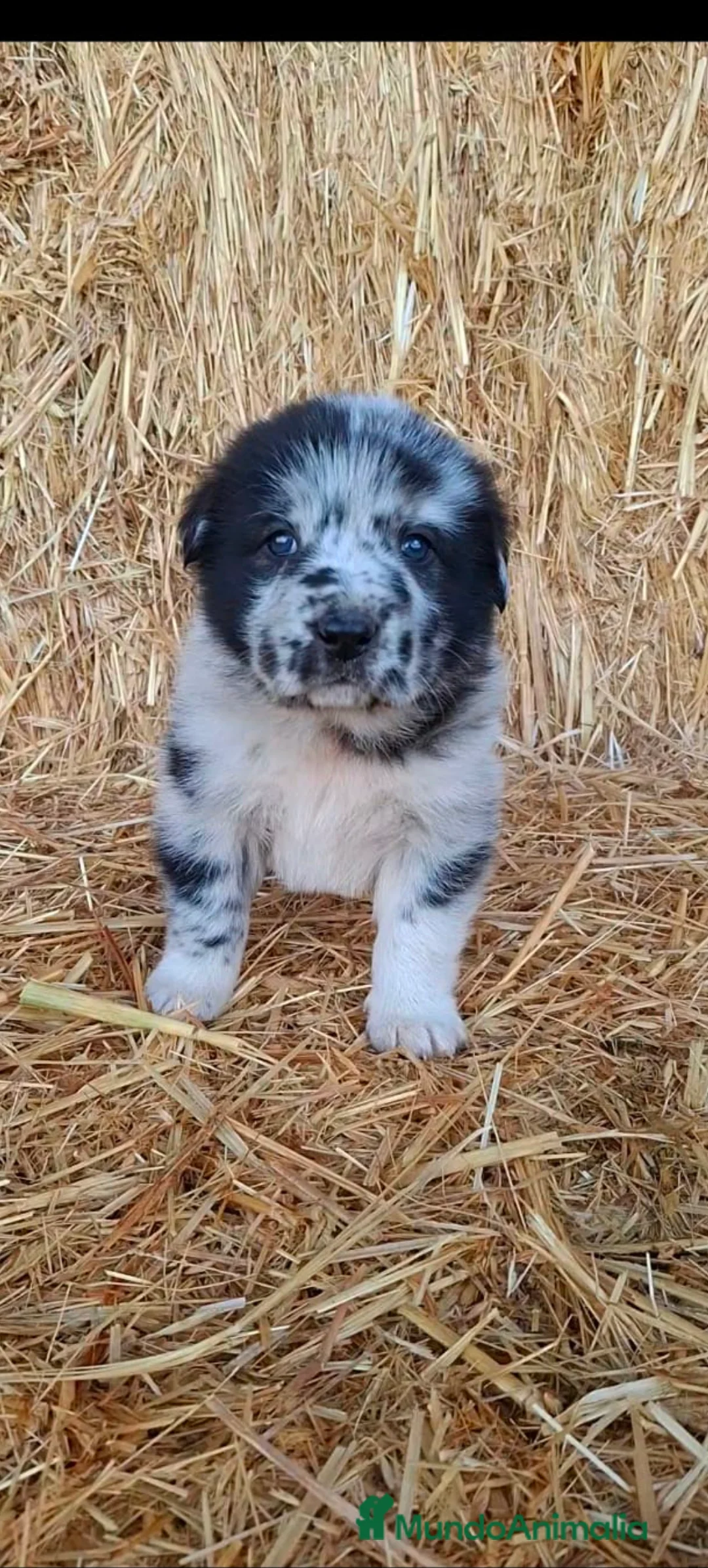 Mastín Español perros en venta: Hembra de mastín  - Anuncio 4