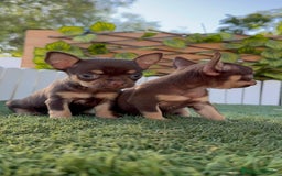 Chihuahua perros en venta: CHIHUAHUA MACHO - Imagen 21