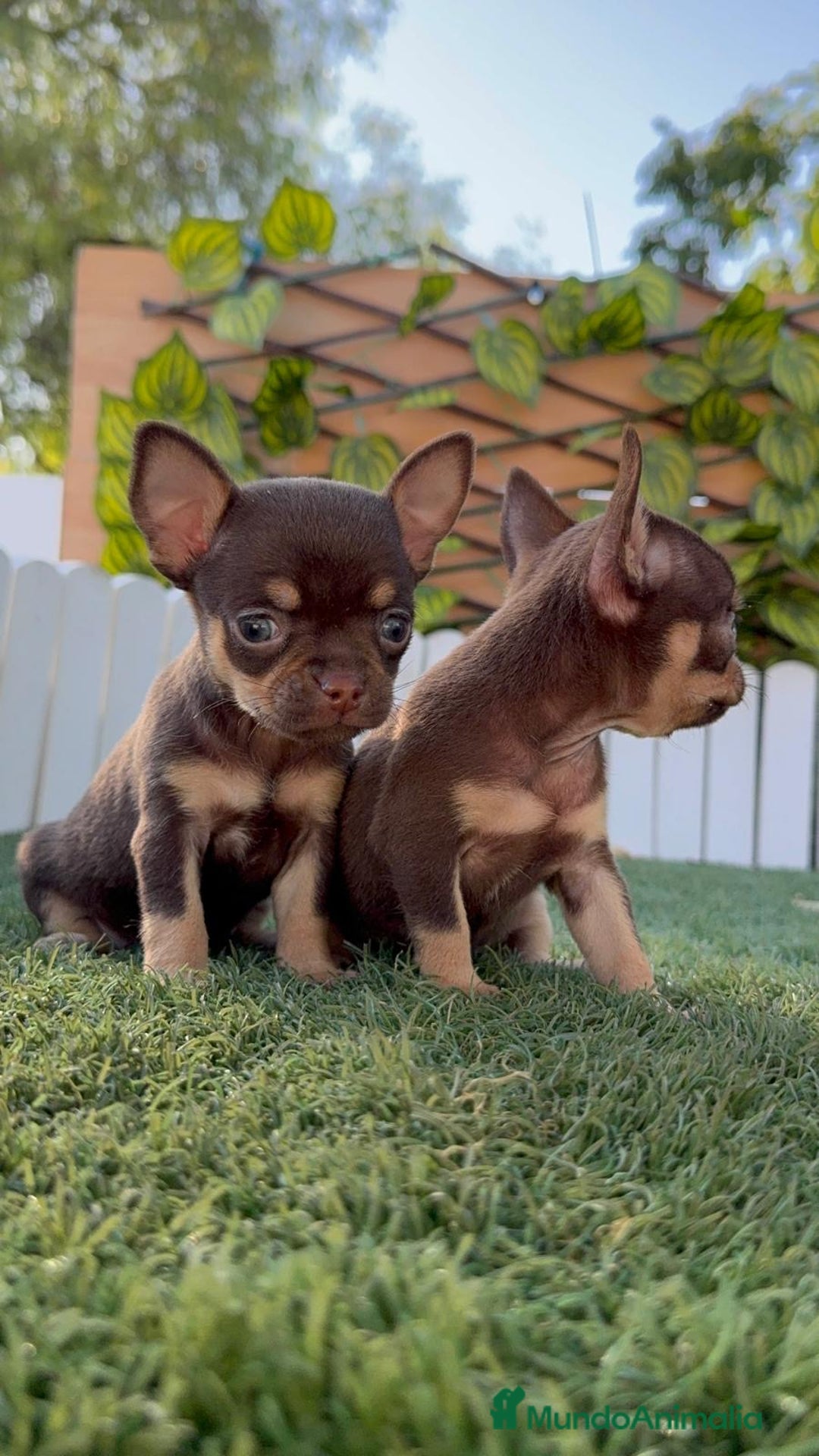 Chihuahua perros en venta: CHIHUAHUA MACHO - Imagen 21