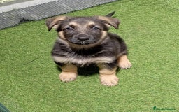 Pastor Alemán perros en venta: PASTOR ALEMÁN - Imagen 1
