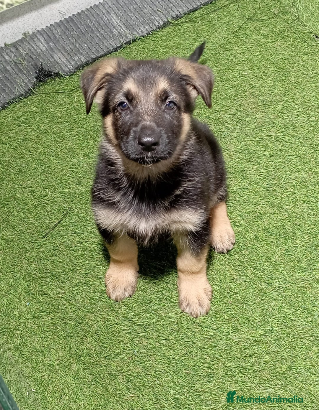 Pastor Alemán perros en venta: PASTOR ALEMÁN - Imagen 1