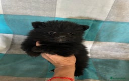 Pomerania perros en venta: Pomeranias - Imagen 11