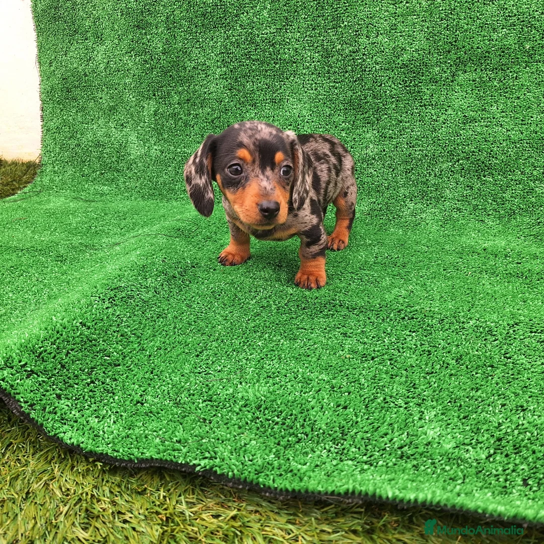 Teckel Miniatura perros en venta: TECKEL MINIATURA ARLEQUIN - Anuncio 2