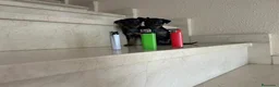 Pinscher Miniatura perros en venta: PINCHER MINIATURA - Anuncio 16