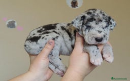 Dogo Alemán perros en venta: 🐾✨ ¡Camada disponible de GRAN DANÉS! 🐕👑 en Madrid - Imagen 1