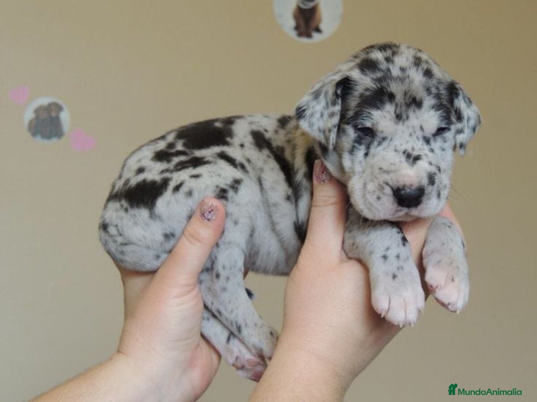 Dogo Alemán perros en venta: 🐾✨ ¡Camada disponible de GRAN DANÉS! 🐕👑 en Madrid - Imagen 1