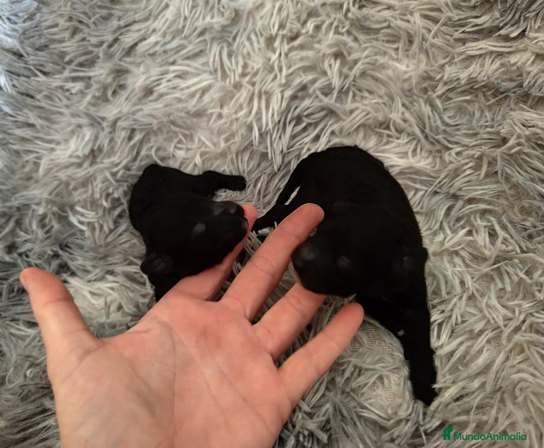 Caniche Toy perros en venta: Caniche toy  - Anuncio 7