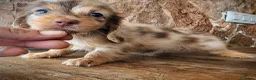 Teckel perros en venta: Teckel kanichen pelo largo precio real - Anuncio 3