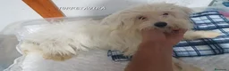 Perro Crestado Chino perros en venta: Crestados Chinos - Anuncio 6