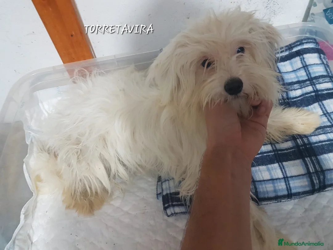 Perro Crestado Chino perros en venta: Crestados Chinos - Anuncio 2