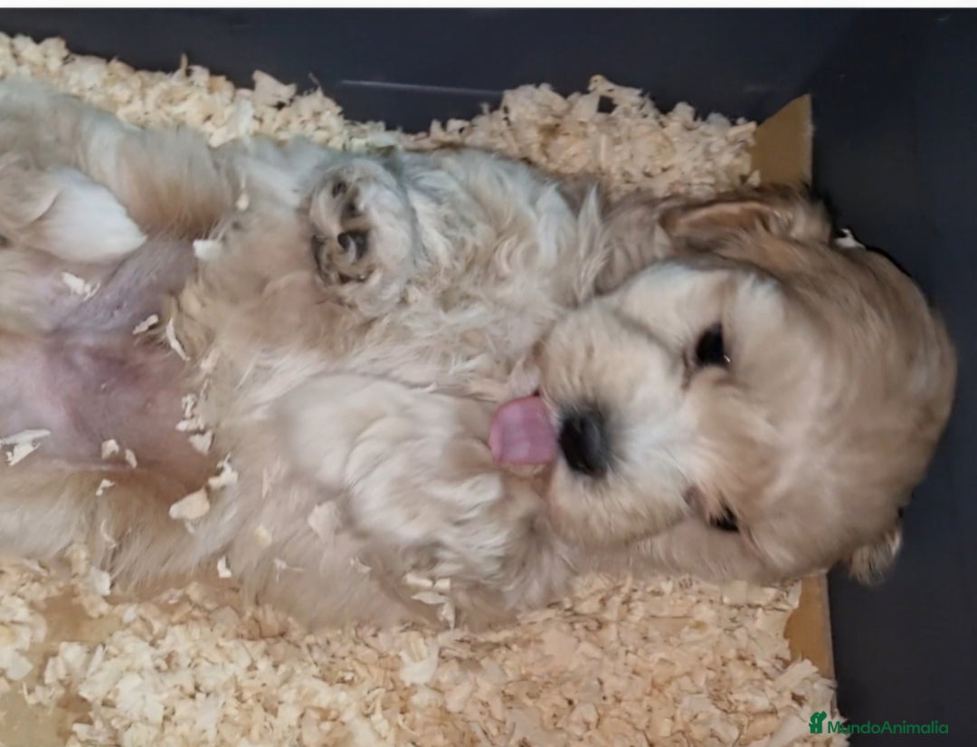 Maltipoo perros en venta: Maltipoo en Cáceres - Imagen 2