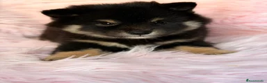 Shiba Inu 3