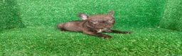 Bulldog Francés perros en venta: Bulldog francés  - Anuncio 3