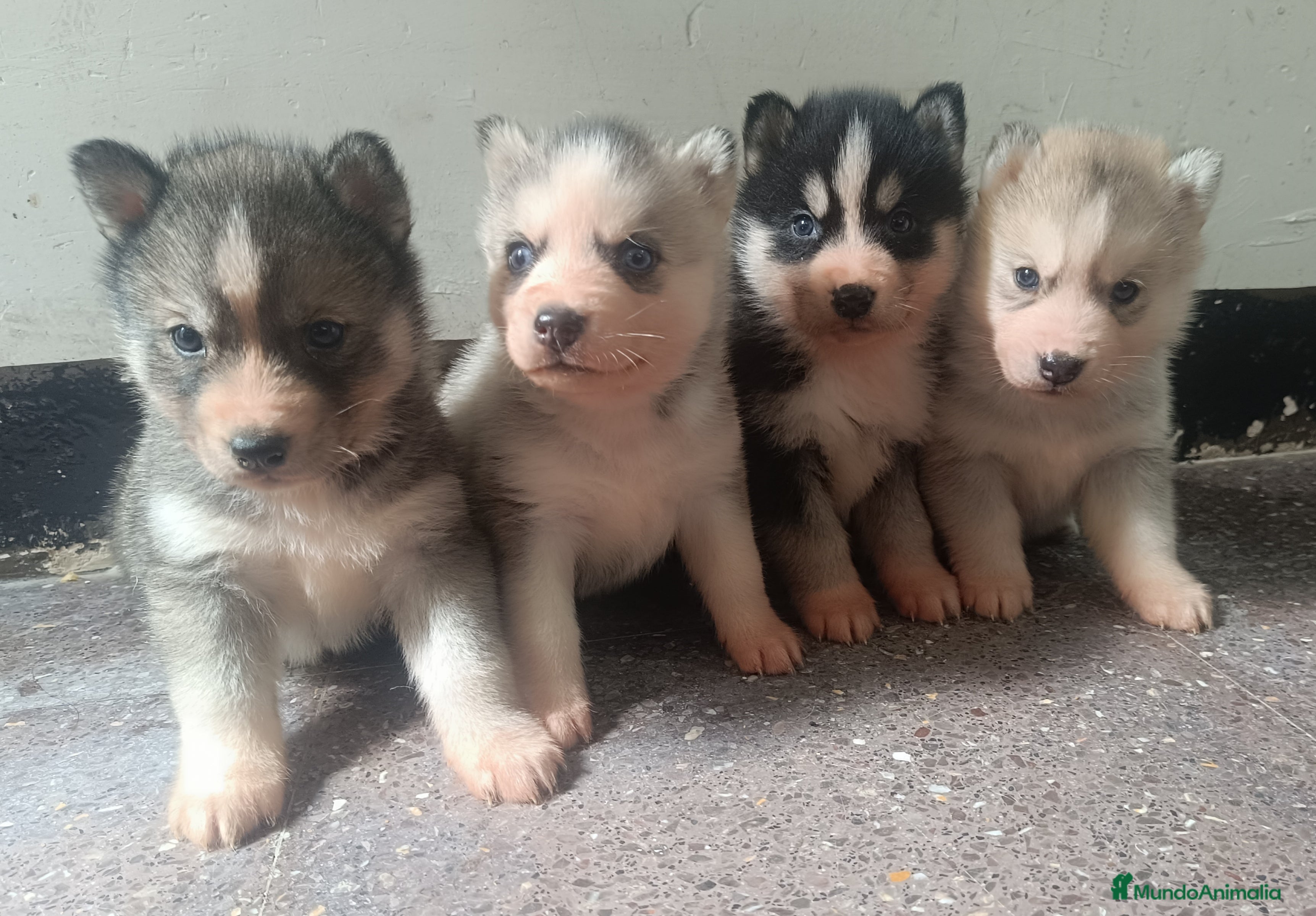 Husky Siberiano perros Husky siberiano camada - Anuncio 1