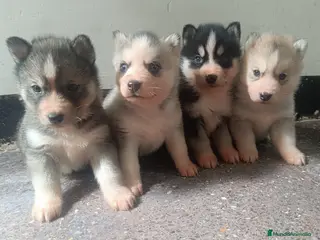 Husky Siberiano perros Husky siberiano camada - Anuncio 33