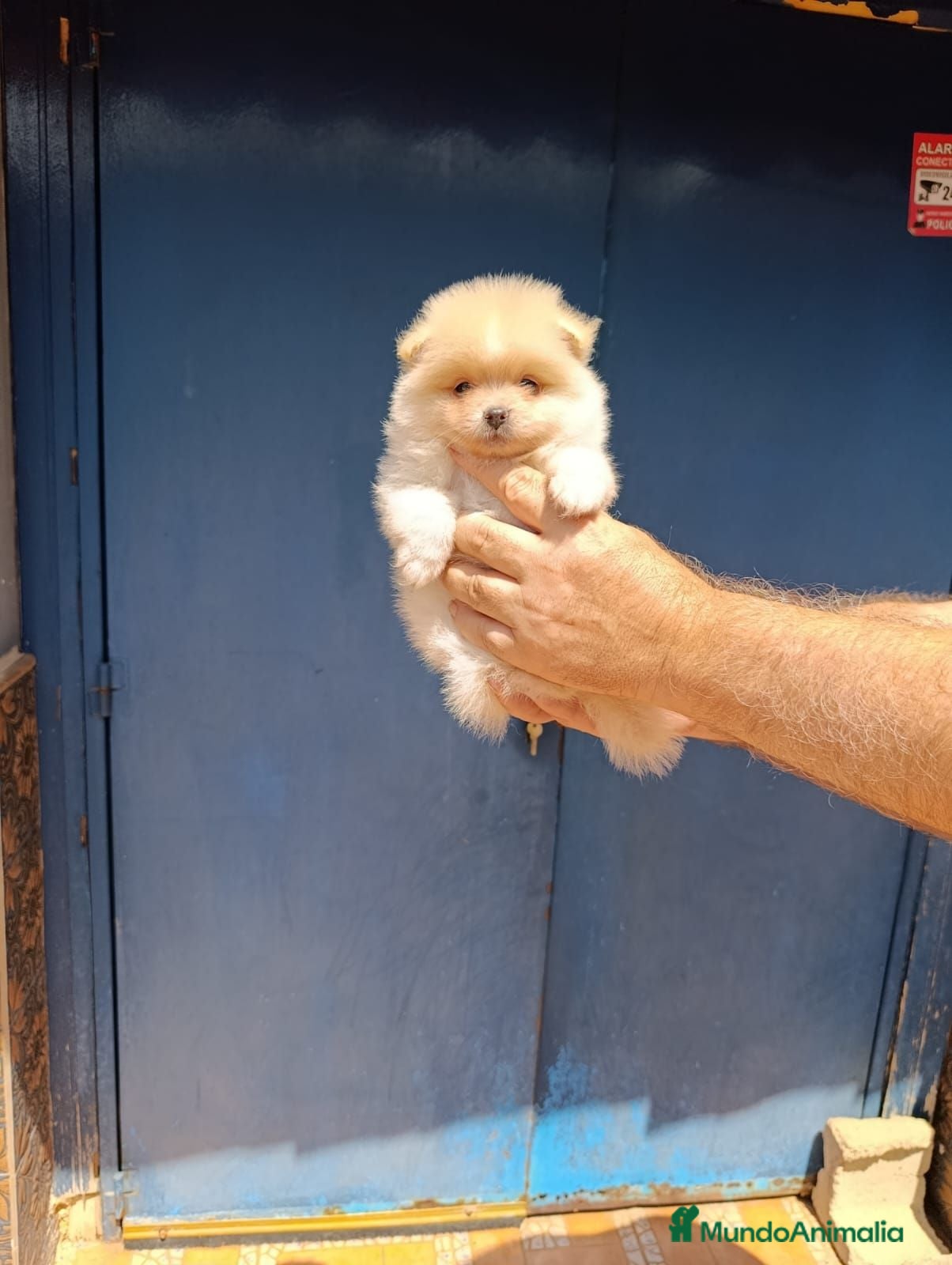 Pomerania perros Disponible pomeranias ositos  - Anuncio 7