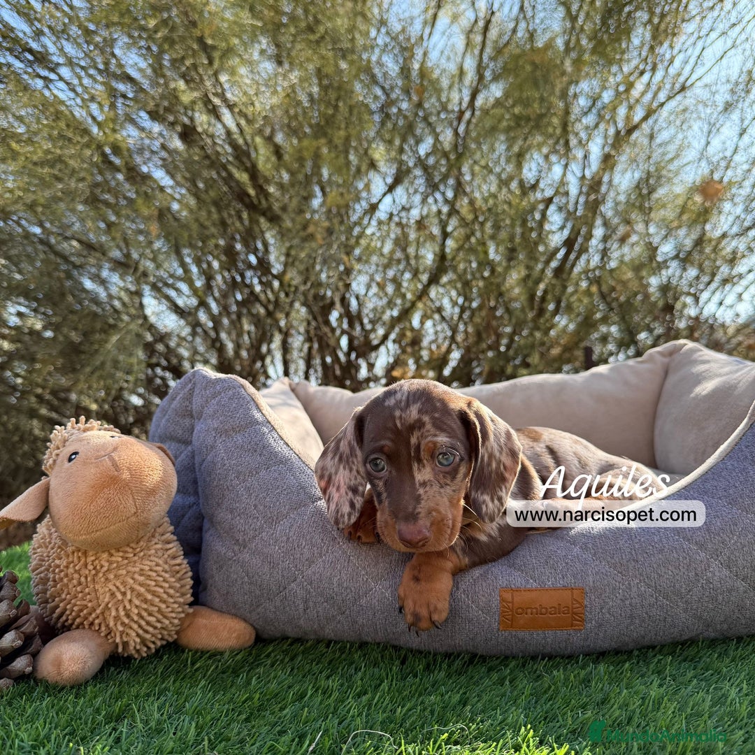 Teckel Miniatura perros en venta: CRIADERO TECKEL CHOCOLATE MERLE - Imagen 3