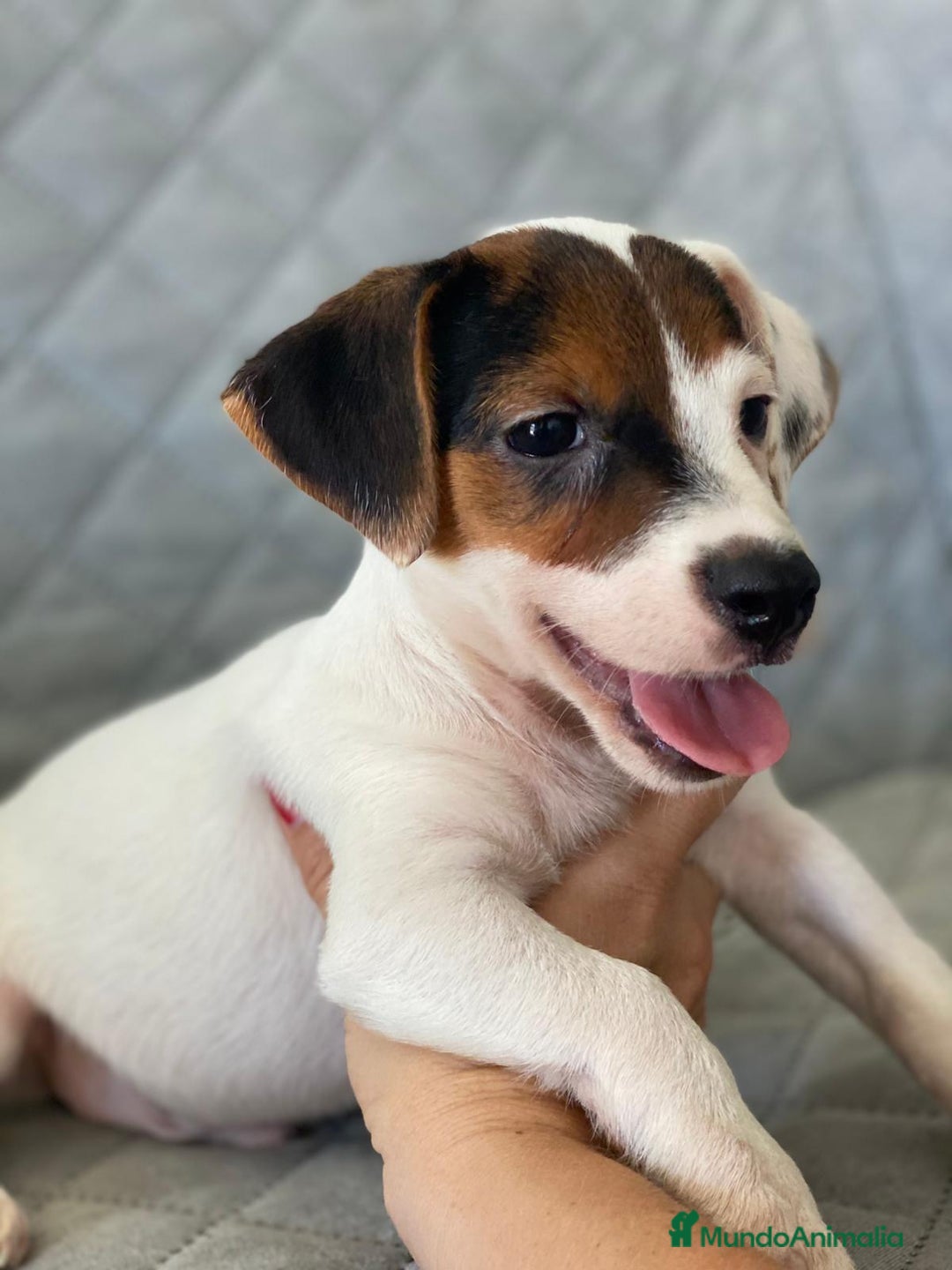 Jack Russell Terrier perros en venta: JACK RUSSELL  - Imagen 3