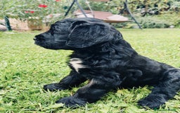 Goldendoodle perros en venta: Cachorros Goldendoodle hipoalergénicos - Imagen 1
