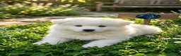 Samoyedo perros en venta: Samoyedos  - Anuncio 1