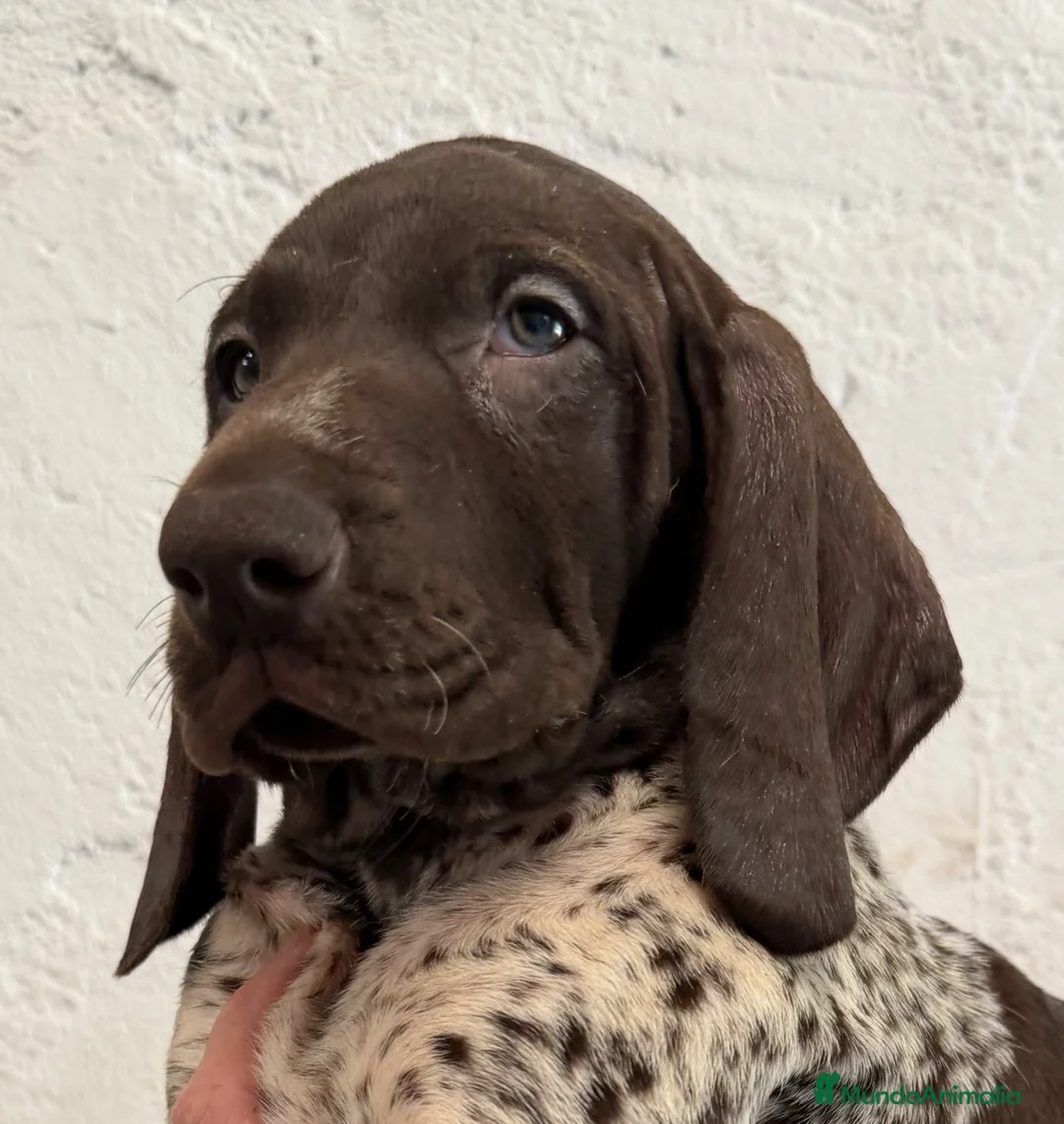 Braco Alemán de Pelo Corto perros en venta: Hembra Braco Alemán  - Anuncio 1