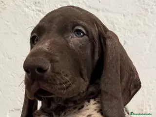 Braco Alemán de Pelo Corto perros Hembra Braco Alemán - Anuncio 2