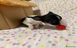 Chihuahua perros en venta: Chihuahua micro toy  - Imagen 3