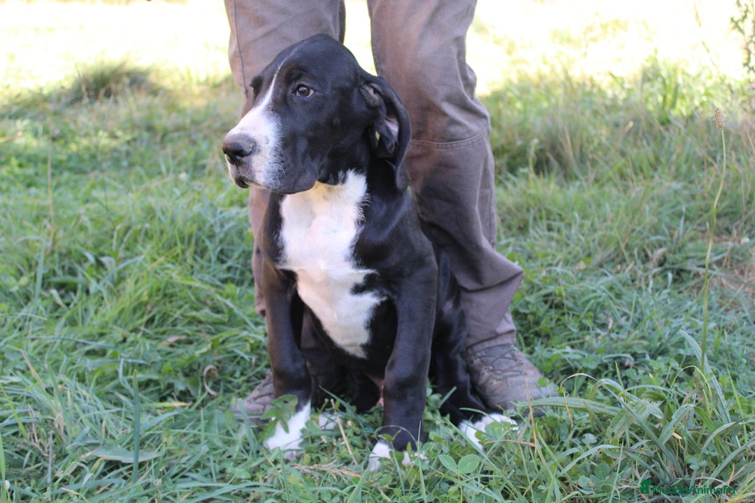 Dogo Alemán perros en venta: Dogo alemán/ gran danés disponibles - Imagen 6