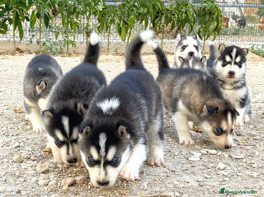 Husky Siberiano perros en venta: Husky Siberiano  - Imagen 1