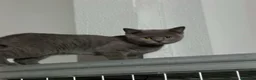 Británico de Pelo Corto gatos en venta: British Shorthair  - Anuncio 13