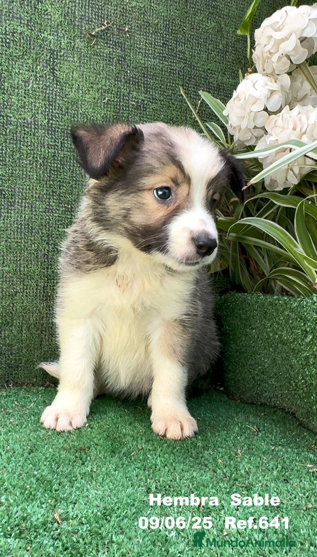 Border Collie perros en venta: BORDER COLLIE DE VILLA BIZNAGA - Imagen 8