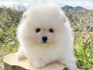 Pomerania perros Pomerania - Anuncio 14